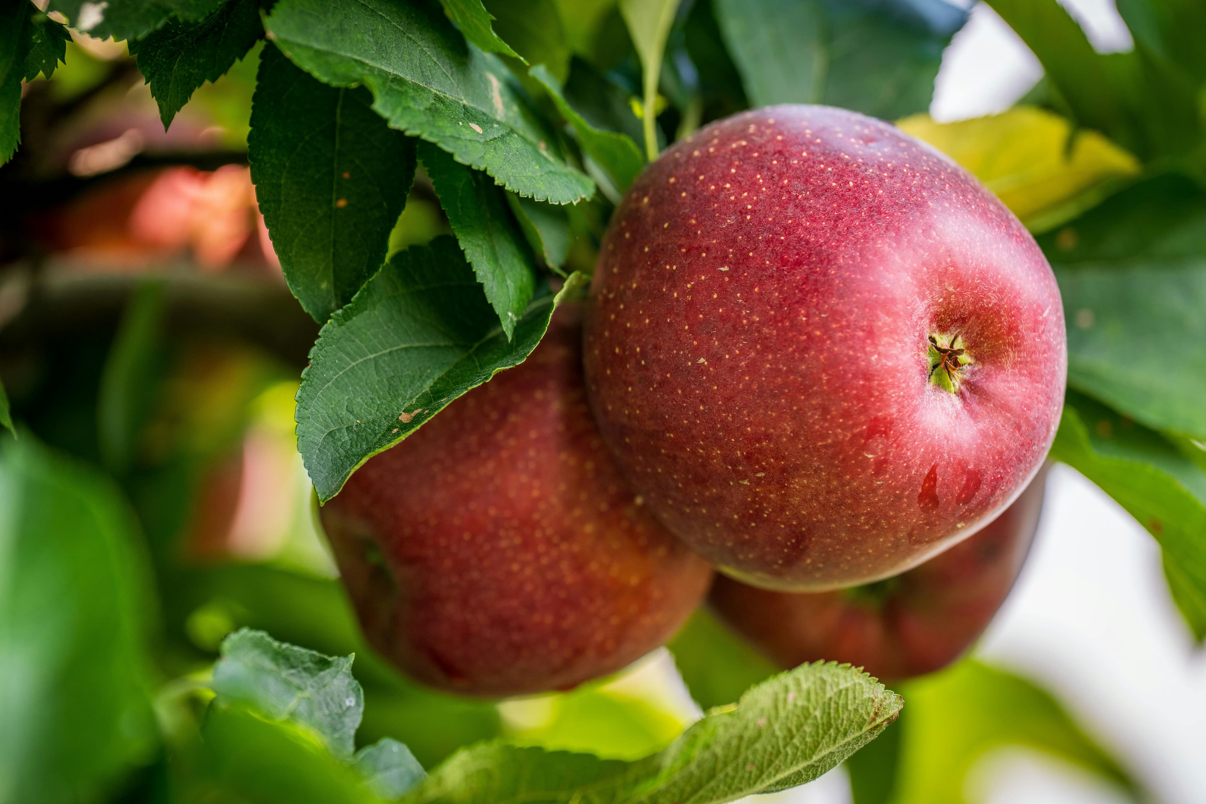 Apples on the tree